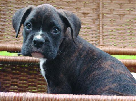 Boxer welpen haben auch den ruf, besonders schnell zu handeln, ein altes sprichwort sagt: Die zehn niedlichsten Boxer-Welpen