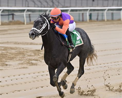 Aqueduct Picks | Gotham Stakes 2024 [Kentucky Derby]