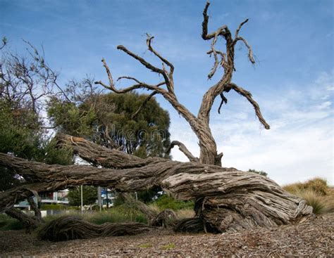 Old And Dried Tree Near Brighton Beach Melbourne Stock Photo Image