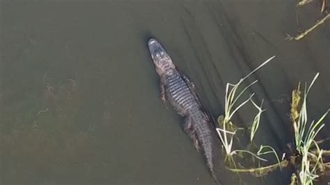 Argyle Alligator Captured On Drone Video