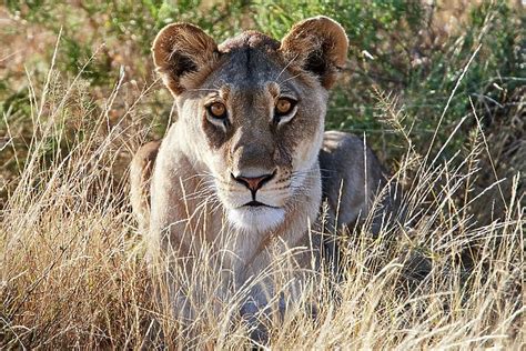 Lioness Panthera Leo Lying In Long Grass On The Savannah Photos