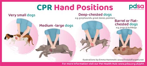 Why Would A Dog Need Cpr