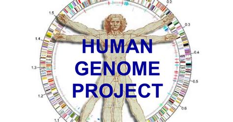 After formally launching in 1990 hgp was an international research program that was highly collaborative by design. HUMAN GENOME | venitism