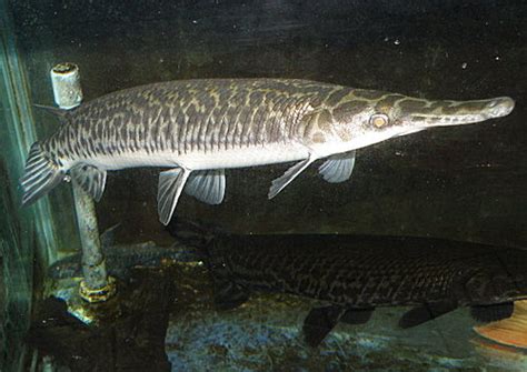We did not find results for: 金魚快訊部落格Goldfish message blog: 鍊紋鱷魚火箭魚(Lepisosteus oculatus)