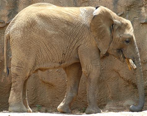 Filebaby African Elephant At Indianapolis Zoo