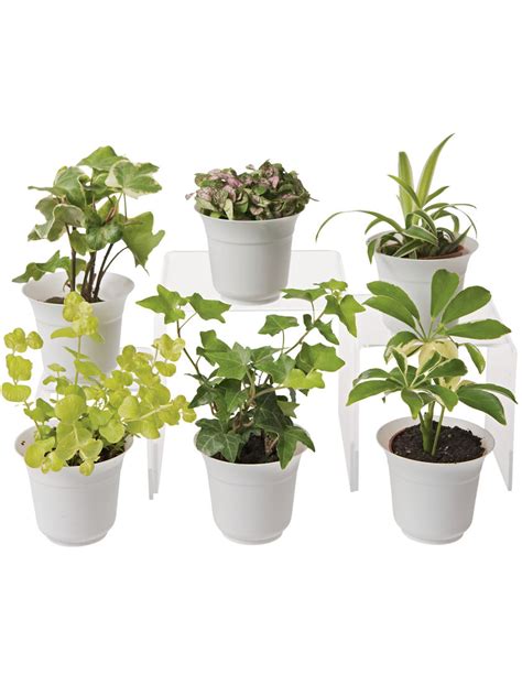 Check spelling or type a new query. Low Light Terrarium Plant Collection - Small Terrarium ...