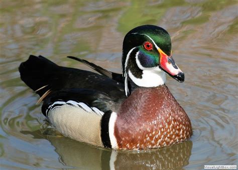 Identify American Wood Duck Wildfowl Photography