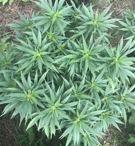 Physical control includes barriers, traps and lures, or physical removal to prevent or reduce pest problems. High Stress & Other Training With Defoliation: Starting ...