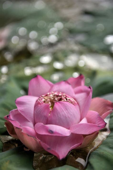 Blooming Lotus Floating On The Lotus Leaf And Water Stock Image