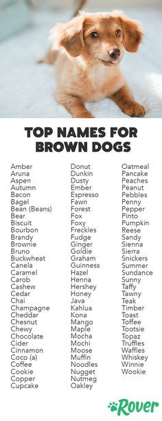 Weve Rounded Up The Top Names For Brown Dogs And Brown Puppies Cute