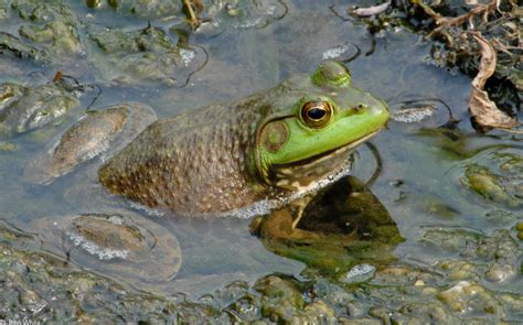 In terms how much it correlates with other constructs. American Bullfrog