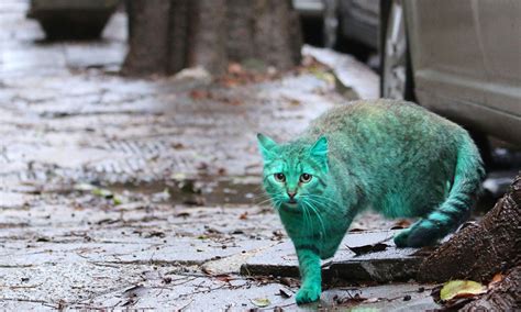 Cat Mysteriously Turns Green Investigators Find The Culprit