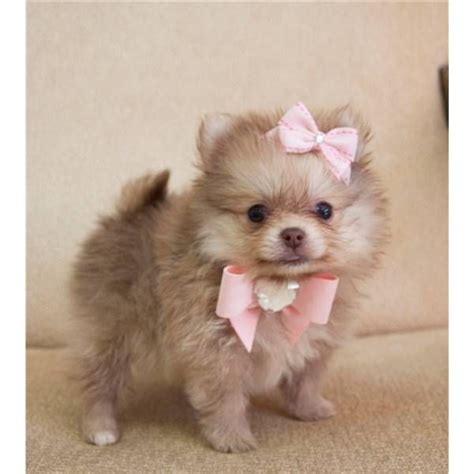 Teacup pomeranians with teddy bear faces, the very rare and beautiful blue merle teacup pomeranians. 806 best images about Pomeranian Crazy on Pinterest ...