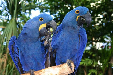 Birds Of Tropical Rainforests