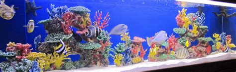 Maybe you would like to learn more about one of these? 57 Top Photos Marine Tank Decorations : 120 Gallon ...
