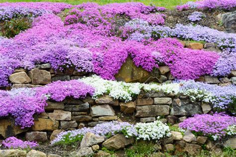 Creeping Phlox Landscaping With Rocks Ground Cover Plants Rock Garden