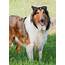 Rough Collie Breed Information And Photos  ThriftyFun