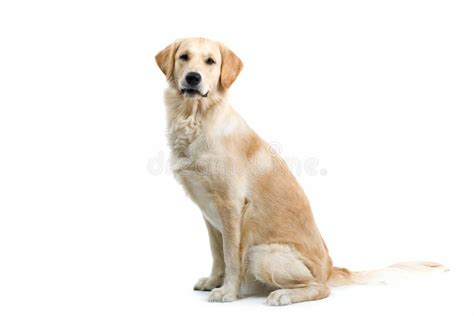 Dog Sitting Stock Photo Image Of Animal Sits White 2866082