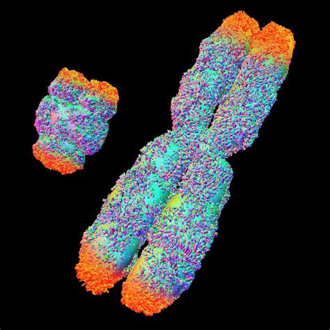 Y And X Chromosome With Telomeres Photograph By Alfred Pasieka Pixels