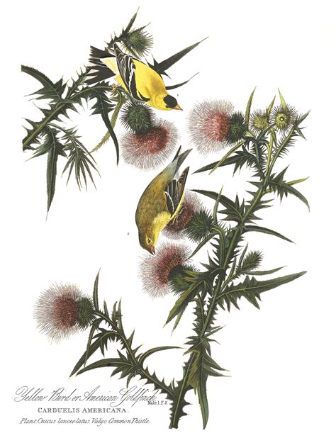 Reimagining The American Goldfinch Audubon