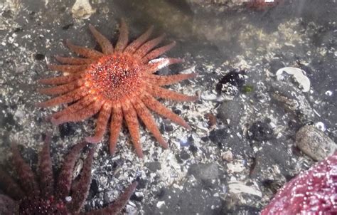 Out Of Death Knowledge About Sea Stars Vital Role In