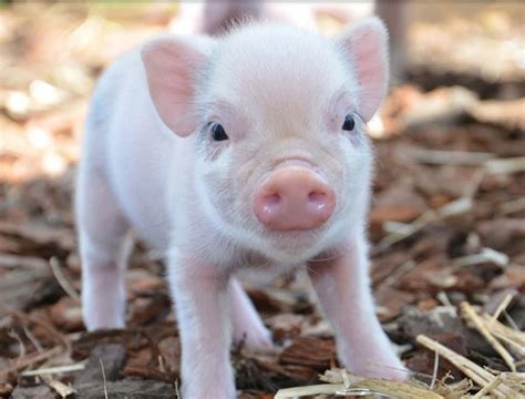 Pin By Tina Cardwell On Animals Micro Pigs Baby Pigs Cute Piglets
