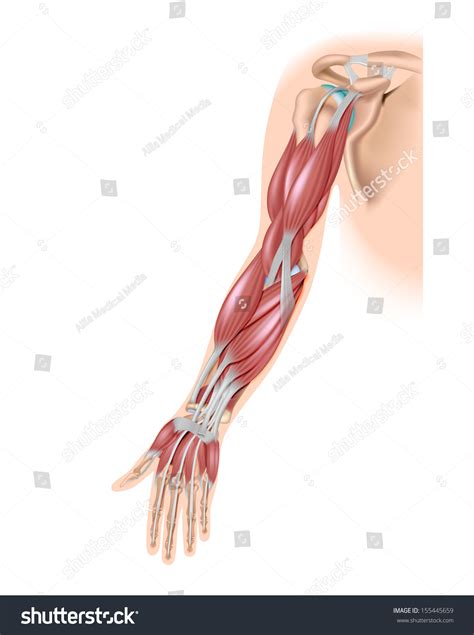 Shoulder muscles 12 photos of the shoulder muscles shoulder muscle operation, shoulder muscles connected to neck, shoulder muscles examination, shoulder muscles labrum, shoulder muscles vibrating, human muscles. Muscles Arm Anterior Stock Illustration 155445659 - Shutterstock