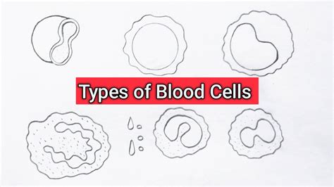 How To Draw Types Of Blood Cells In Human Body Class 12th Step By