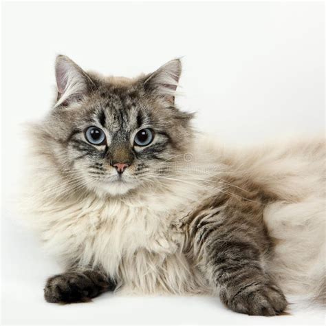 Seal Tabby Point With White Siberian Cat Female Against White