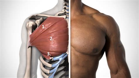 It makes up the bulk of the chest muscles and lies under the breast. Bovenkant borst trainen: tips en oefeningen - Fitguide.nl