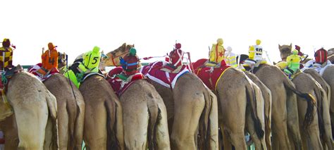 A camel race with robotic riders took place on monday in the united arab emirates, marking the start of a curious new middle eastern sporting event. Robots Replace Child Jockeys In The Ancient Arab Tradition ...