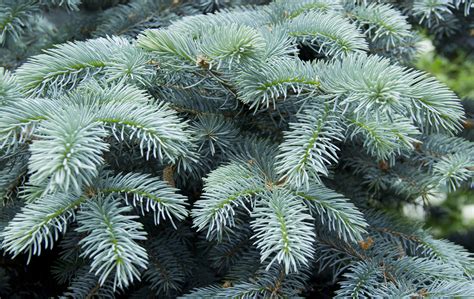 7 Facts About Blue Spruce Disease In Michigan