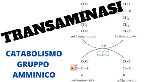 Transaminasi Biochimica Transaminazione Gruppo Amminico YouTube