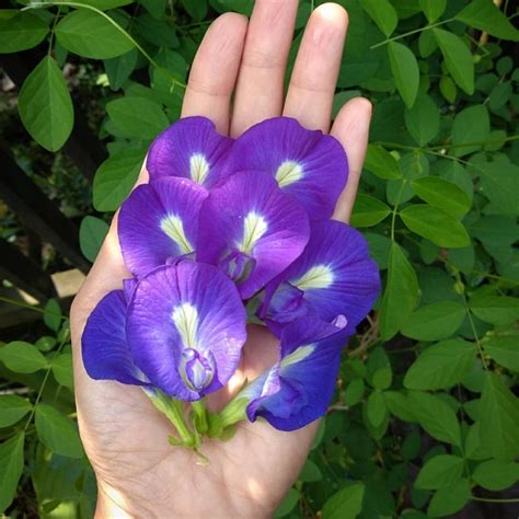 Beli bunga telang segar online berkualitas dengan harga murah terbaru 2021 di tokopedia! Memiliki Warna yang Cantik, Ini 10 Manfaat Bunga Telang