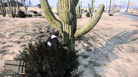 Most cacti seemed to cause them pain and they would try to avoid the spines to get to the (apparently) tasty innards. Let's Blow Up a cactus! GTA V Gameplay - YouTube