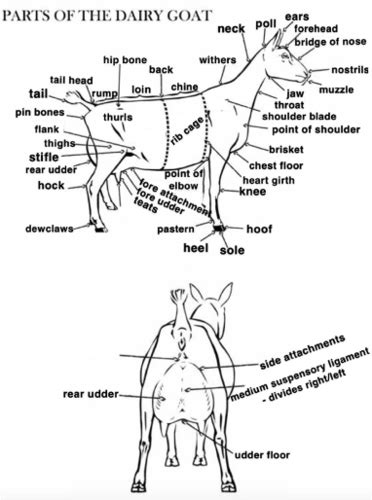 Small Ruminants Flashcards Quizlet