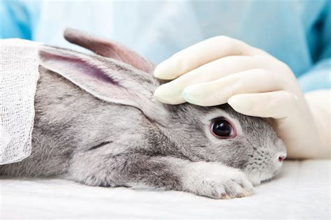 Kaninchenkrankheiten Ohrenkrankheiten Beim Kaninchen Deinetierwelt