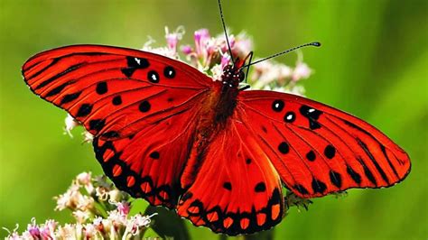 top gambar animasi hewan kupu kupu