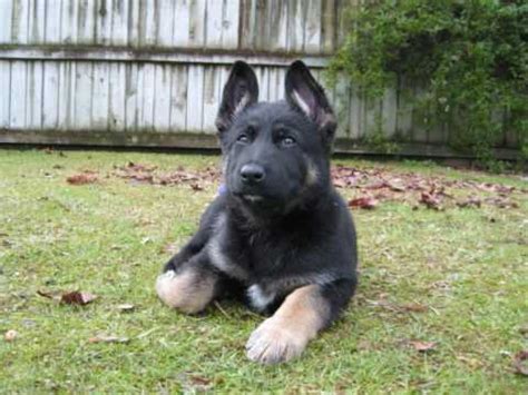 There's no set price for german shepherd puppies for sale louisiana. German Shepherd puppy - Gemma - YouTube