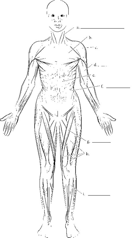 A large muscle group in the shoulder, neck and upper back that pulls the head and shoulders backward. Human Body Diagram - Spinal Cord - RR School Of Nursing