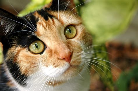 Calico Cat Outside Free Photo Download Freeimages