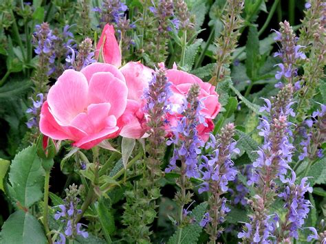 24 Perennial Plant Combinations That Look Stunning Together Plant