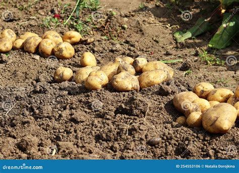 Fresh Organic Potatoes In The Field Harvesting Potatoes From The Soil