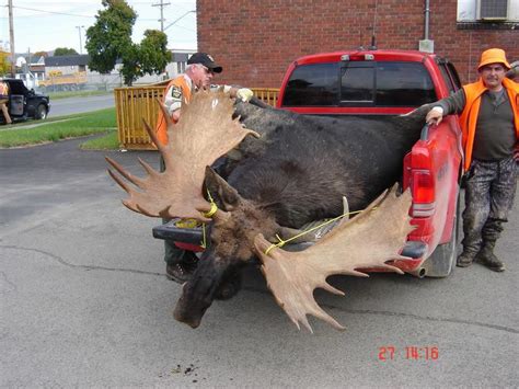 Biggest Moose