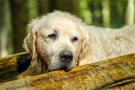 Old Dogs A Guide To Making Their Senior Years Comfortable Dogslife