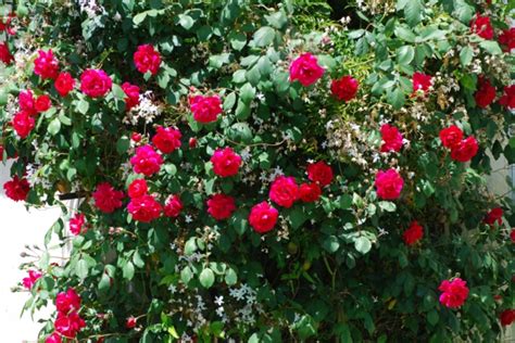 Sträucher und büsche sind im garten ein vielseitiges gestaltungselement. Garten anpflanzen - blühende Büsche und andere Gartenpflanzen