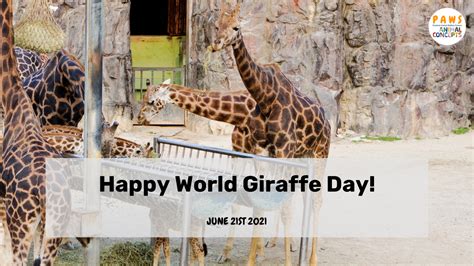 Happy World Giraffe Day