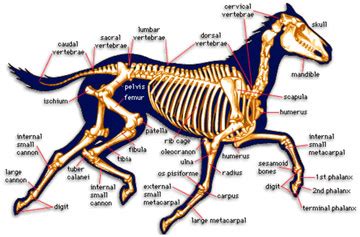 Over time bird bones have evolved specializations that maximize stiffness and strength, dumont says. A cross-section of a horse showing that the location of ...