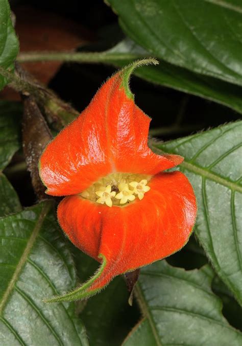 Hot Lips Plant Psychotria Poeppigiana Photograph By Dr Morley Read