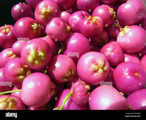 Details Of Freshly Picked Fruits Of Australian Native Lilly Pilly